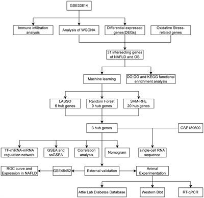 Integrative analysis identifies oxidative stress biomarkers in non-alcoholic fatty liver disease via machine learning and weighted gene co-expression network analysis